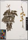Foto von Salix cinerea L.